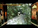 İhsan Erbay Belgeselleri - en geniş aile; kedi gil