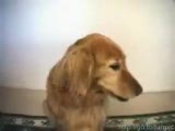 köpekle kafa buluyorlar!