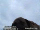 11 aylık kangal