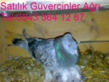 Mardin Güvercinler