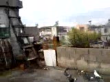 tahirin adana güvercinleri