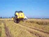 new holland cs 6050 çeltik hasatı 2009