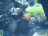 sun coral
