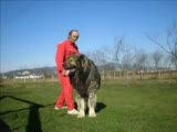 Kafkas Çoban Köpeği