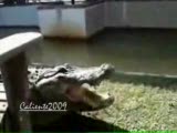 timsahla dalga geçen korkusuzlar!!