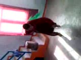 hisarlı ramo soww