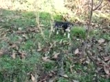sevimli köpekler