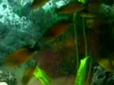 tropheus bemba