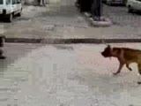 kusadasından kont ve rafi