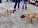 süper köpekler 2