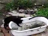 kedi balık avlamaya çalışıyor!!