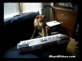 org çalıp şarkı söyleyen köpek!!