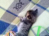 kemirgen kedi