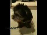 köpekten kedi sesi!!