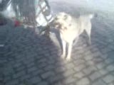 köpekle at arkadas olmus