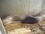 yılana dikkatli bakın ne kadar uzun