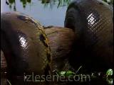anaconda's word.