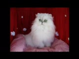 Persian Dance Music Harika Farsça Müzik