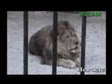 ALLAH DİYEN ASLAN