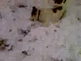 karda oynayan bo