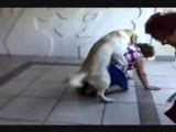 köpek alacak bayanlar,dikkat!