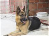 köpekler(pittbull-rottweiler-kurt)
