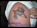 American Pitbull Terrier