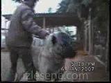 kangal