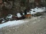 domuz avı