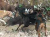 domuz avı