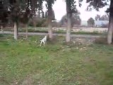 ingiliz pointer ferma aport eğitimi