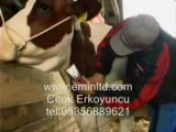 inek kırkma makinası