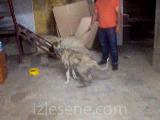 KANGAL VE PRESA CANARİO (BANDOG)
