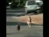 ölü numarası yapıp tüyen ördek :))