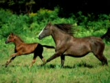 Sadik,ergul,video