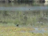 sakarmeke,çakırbeyli köyü,Fulica atra