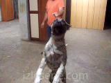 KANGAL VE PRESA CANARİO (BANDOG)