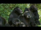 bbc planet earth images