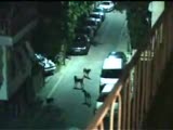 köpeklerin ezana duydugu saygı ibretlik bir video