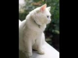 hamed hakan - darya http://plakevi.blogspot.com/
