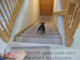yorulmak nedir bilmeyen köpek :))