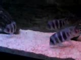 frontosa İkola blue