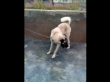 kangal
