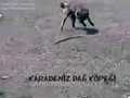 karadeniz dağ köpeği yılan