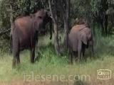 amarula