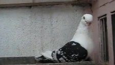 oktay eker izmir karakanat işlemeli safkan orjinal