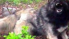 karadeniz dağ köpeği dağ komandoları