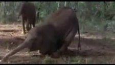 amarula ağacı - alkol üreten tek ağaç
