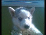 sİberİan husky