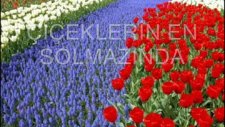 Selman Seven Yaban Gülüm (Şiir)